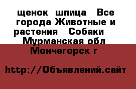 щенок  шпица - Все города Животные и растения » Собаки   . Мурманская обл.,Мончегорск г.